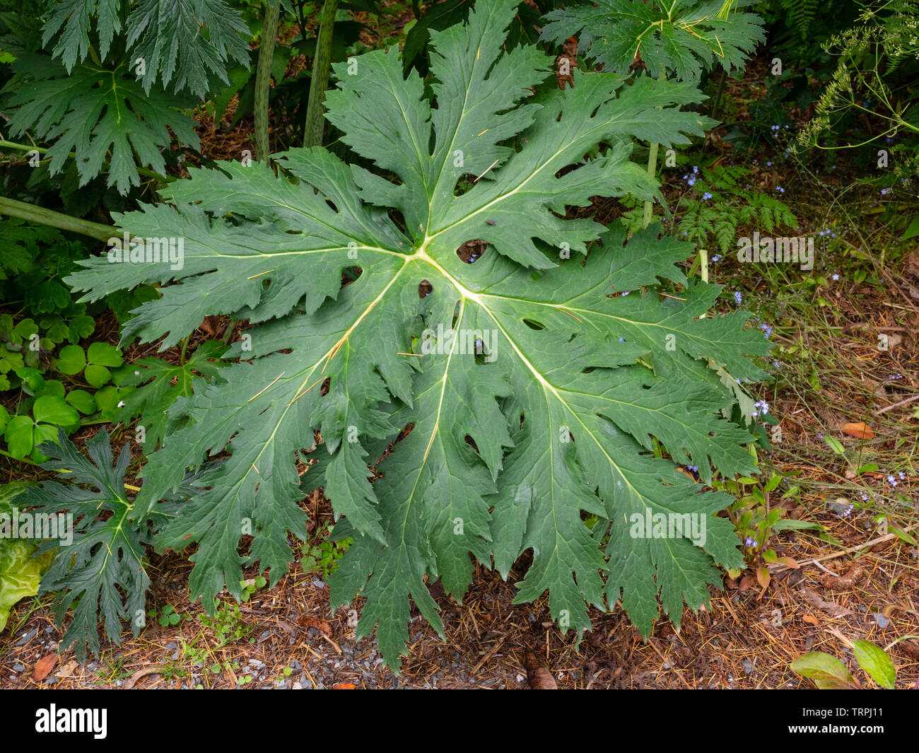Large, incised leaf of the hardy perennial Ligularia japonica 'Chinese Dragon' Stock Photo