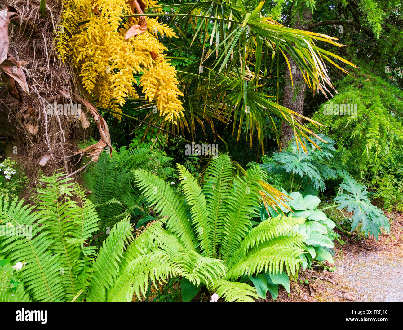 Trachycarpus fortunei, Ligularia 'Chinese Dragon' and Matteuccia struthiopteris dominate the Jungle path at The Garden House, Buckland Monachorum, Stock Photo