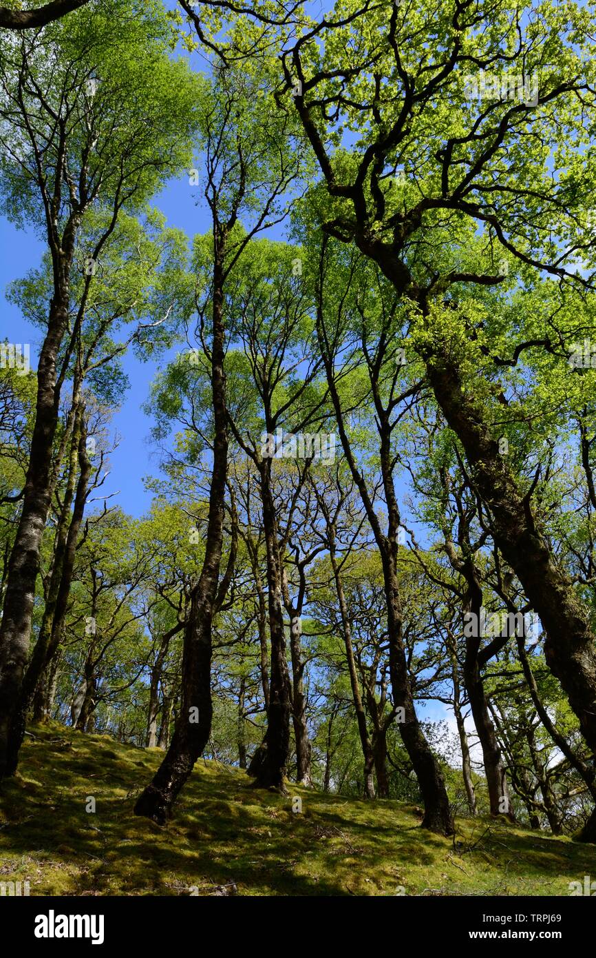 Ancient Woods Welsh High Resolution Stock Photography and Images Alamy