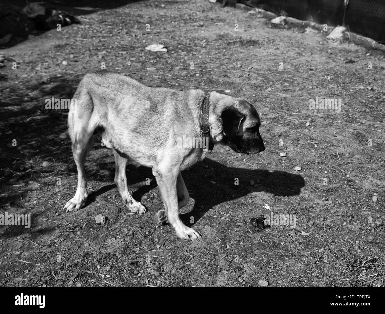 Hunting dog park, animals and nature, mammals Stock Photo