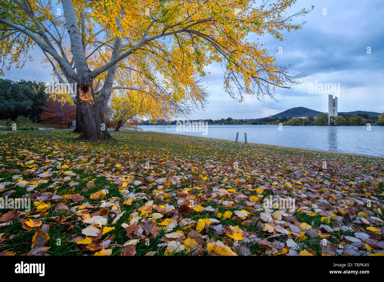 Autumn leaves on the ground by Lake Burley Griffin and Carillion Stock Photo