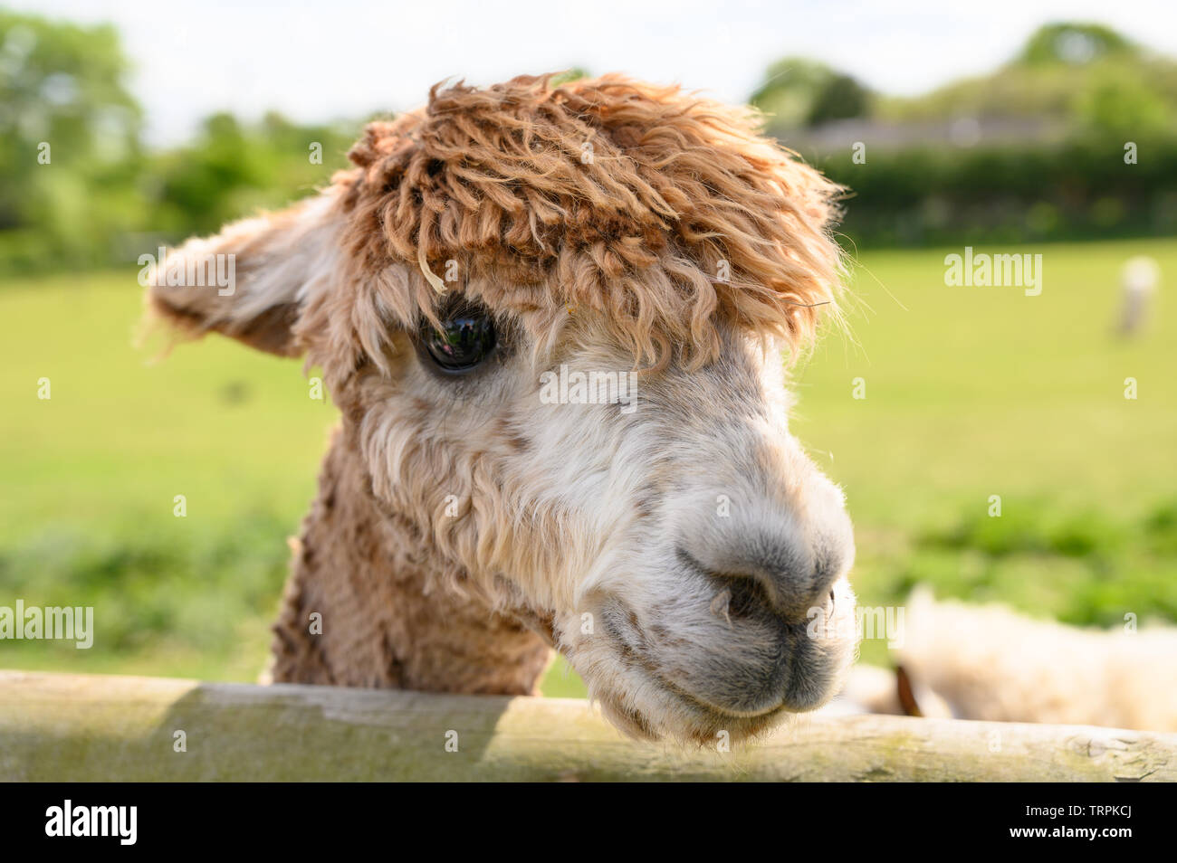 Alpaca in a spring farm field Stock Photo