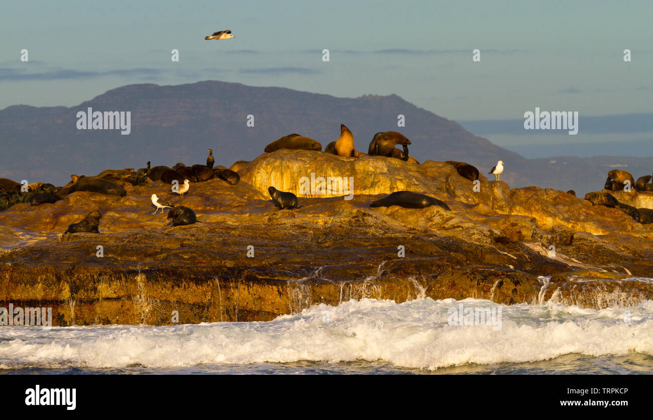 Seal island, False Bay, Sudáfrica, África Stock Photo