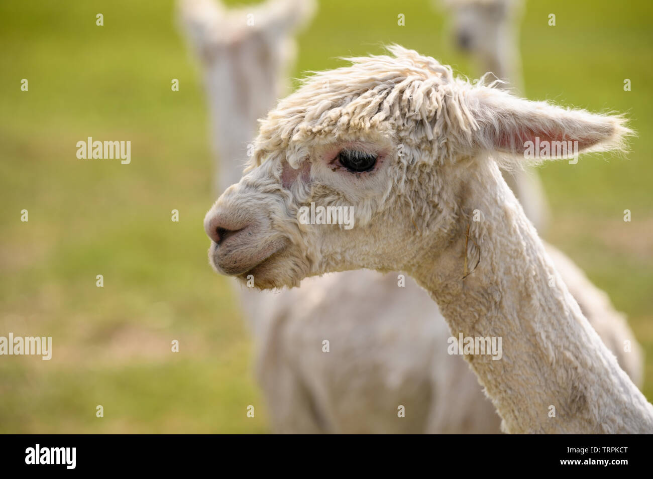 Alpaca in a spring farm field Stock Photo