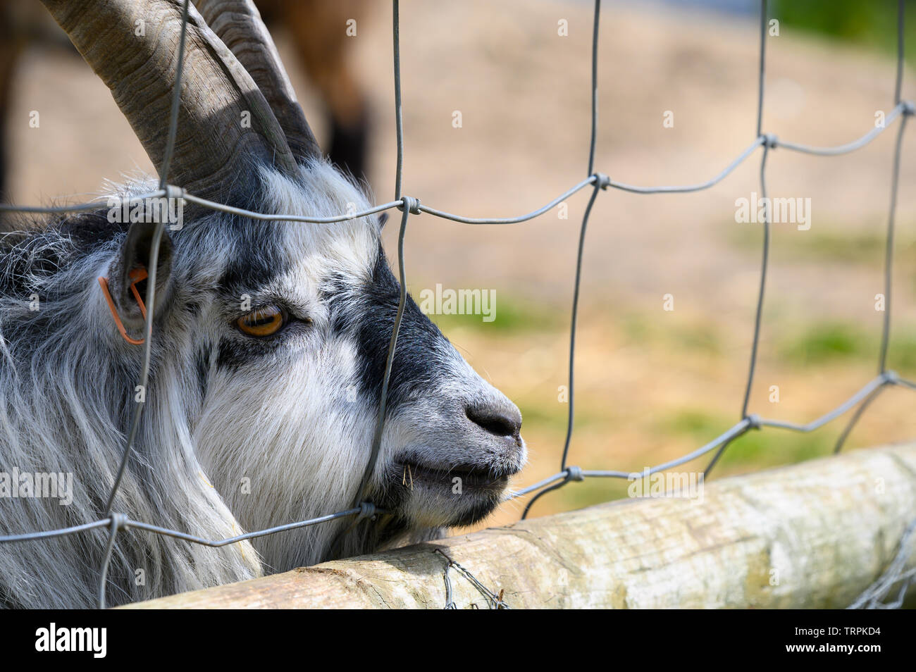 Caged goat looking for freedom from a farm Stock Photo