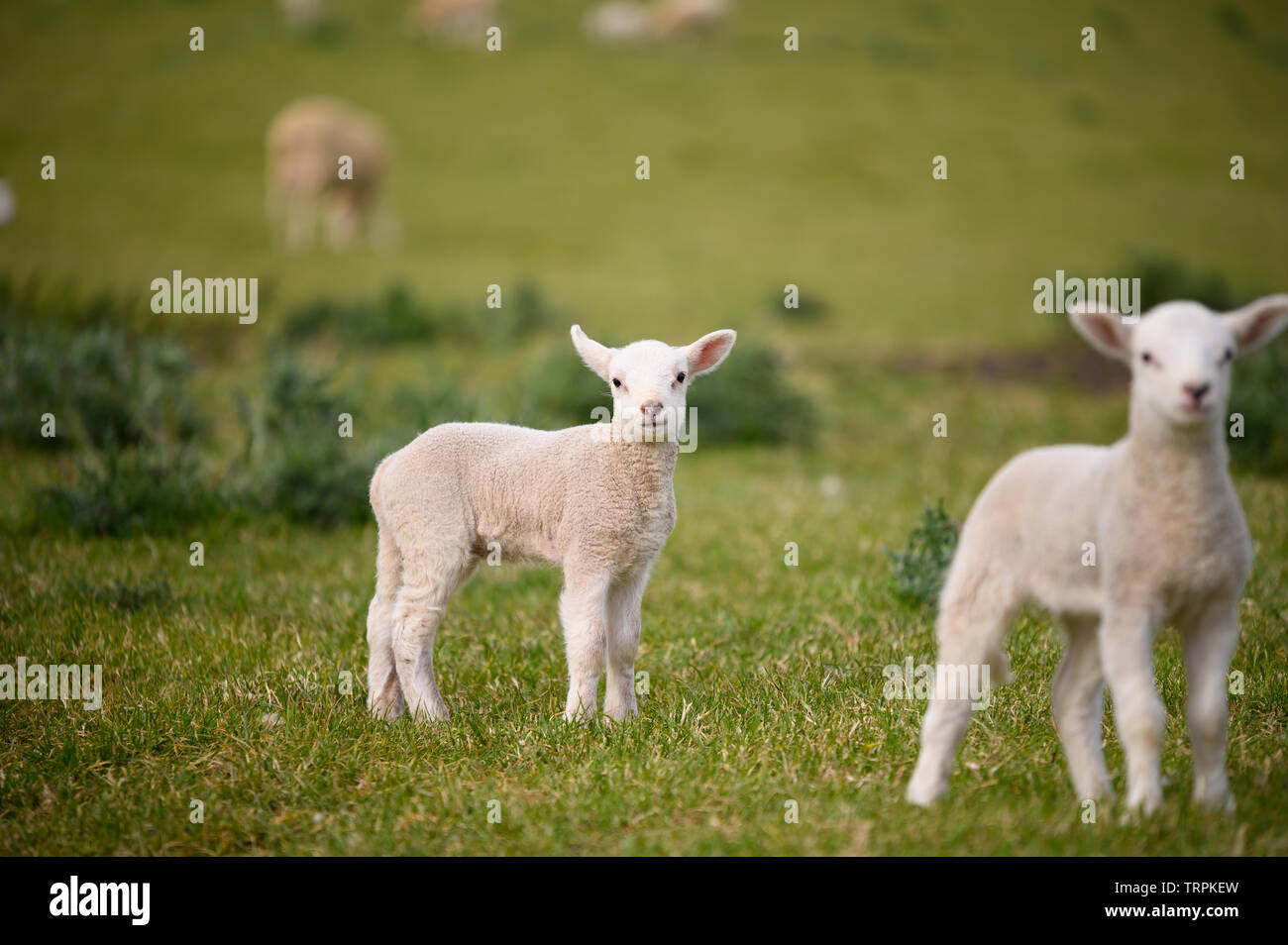 Spring Lambs and Sheep in green meadow shot against a grassy background ...