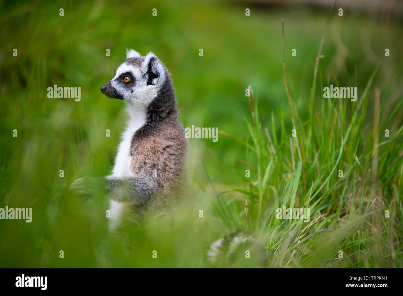 Lemur primate from the island of Madagascar sitting in green grass Stock Photo