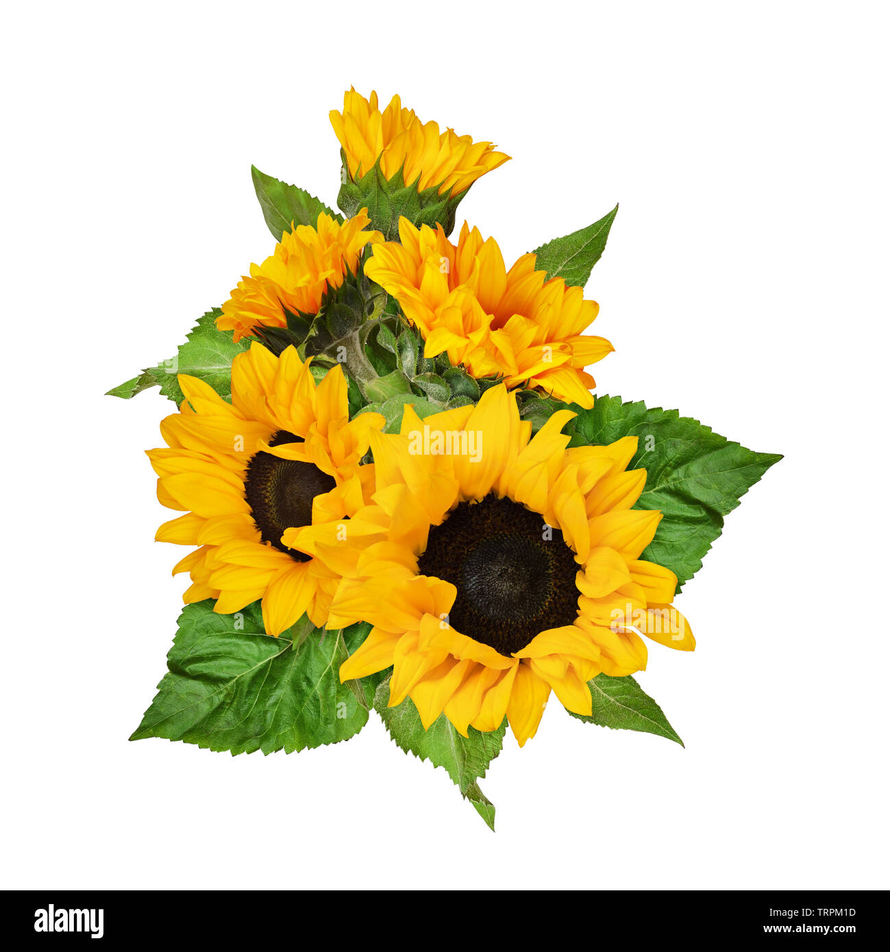 Bouquet of sunflowers isolated on white Stock Photo - Alamy