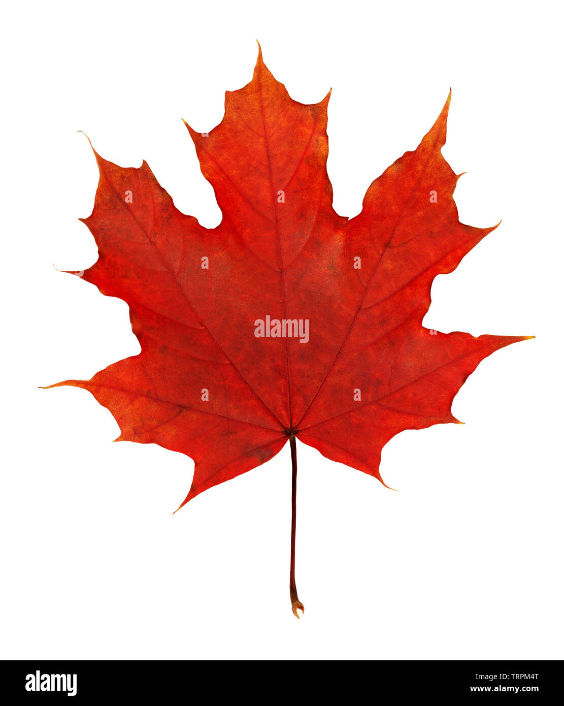 Closeup of red autumn maple leaf isolated on white Stock Photo - Alamy