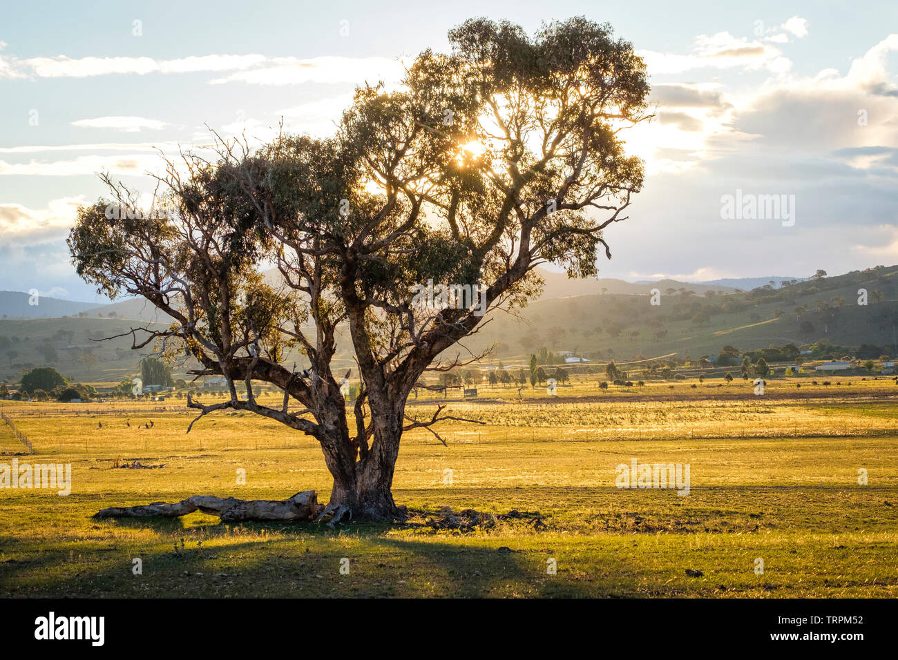 Large Tree Outback Golden outback hi-res stock photography and images - Alamy