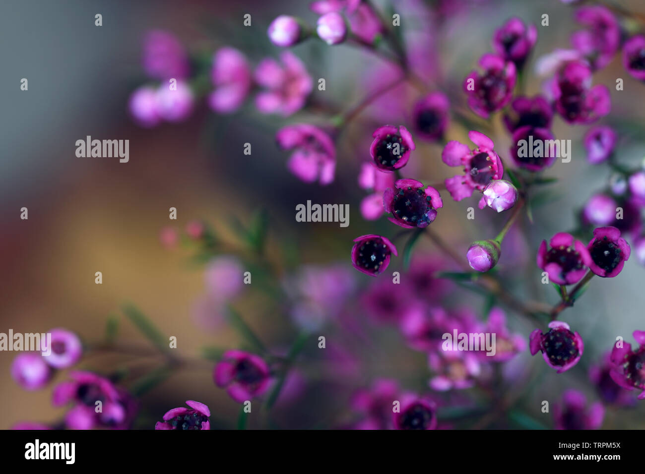 Closeup of chamelaucium flowers on dark background Stock Photo