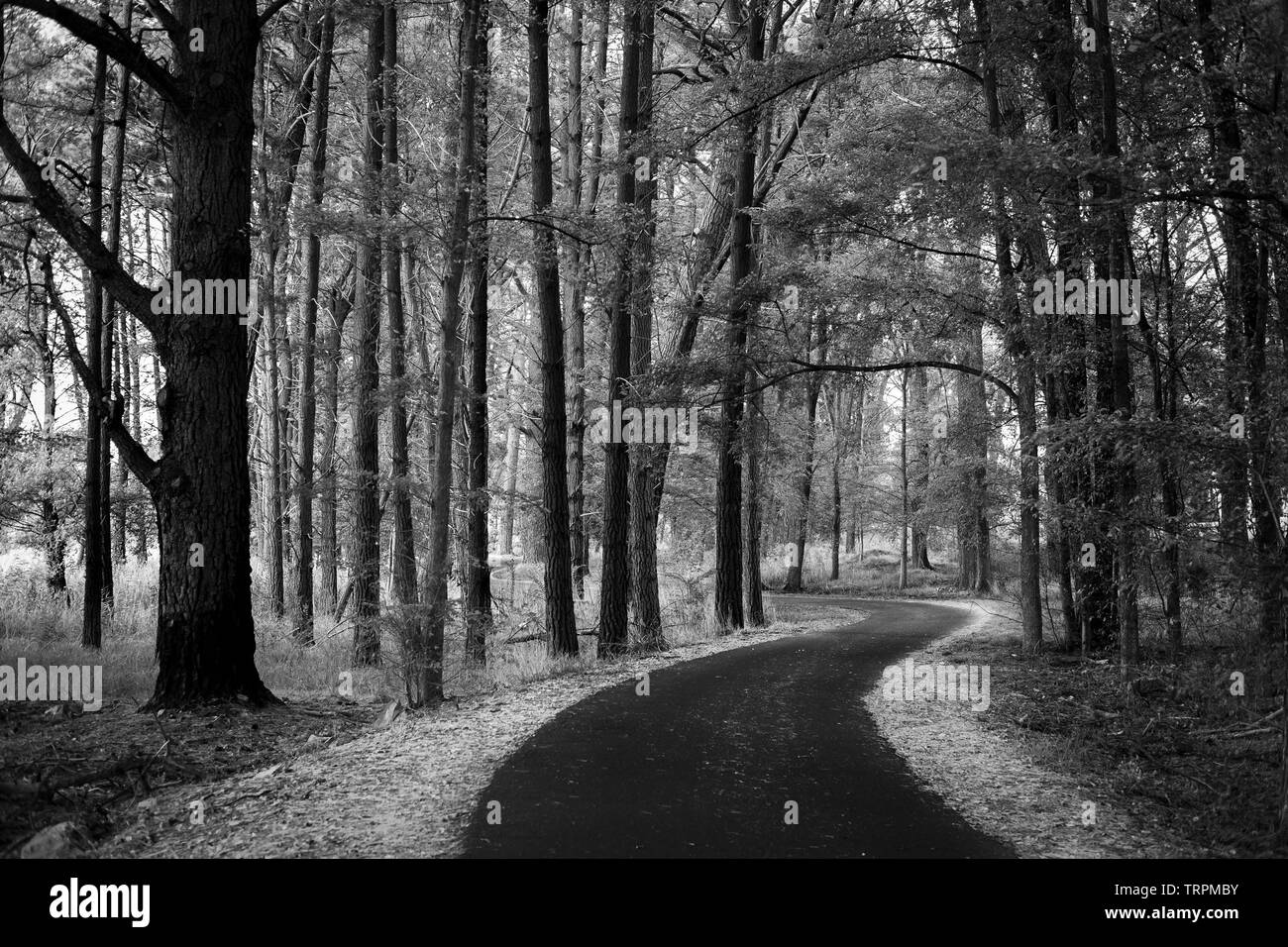 Black and white image of a path winding through a forest at Yarralumla ...