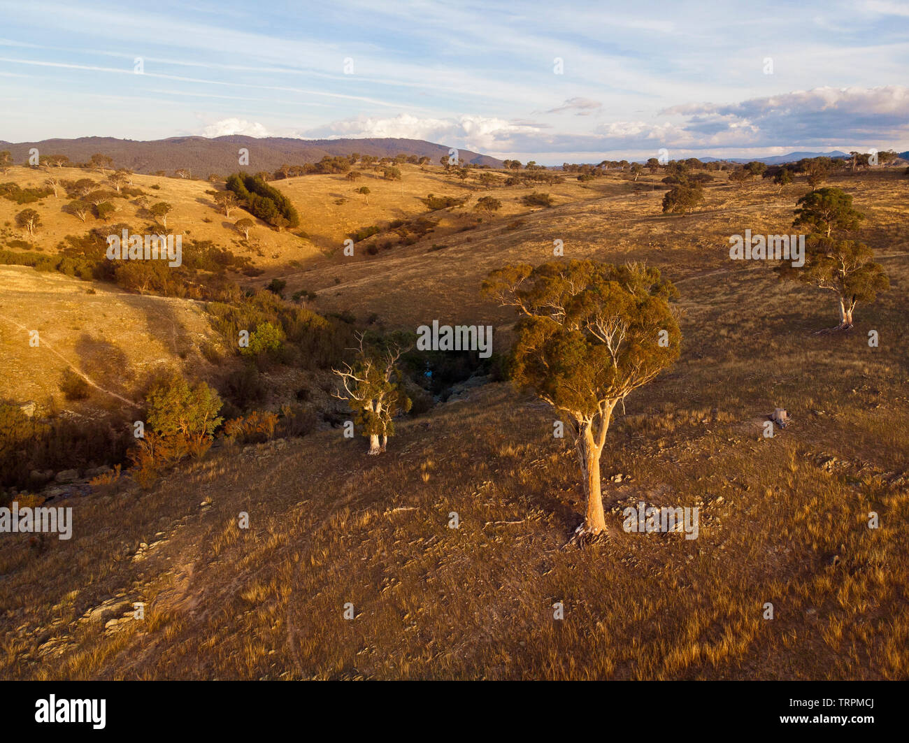 Rolling countryside and trees at sunset. Googong, NSW Stock Photo Alamy