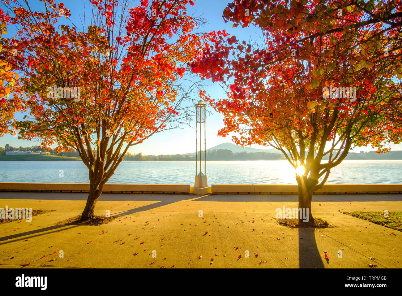 Autumn trees with red leaves by Lake Burley Griffin, Canberra, ACT Stock Photo