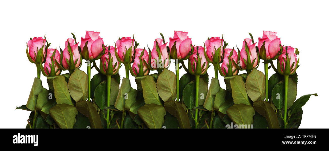 Pink rose flowers in a bottom border isolated on white background Stock
