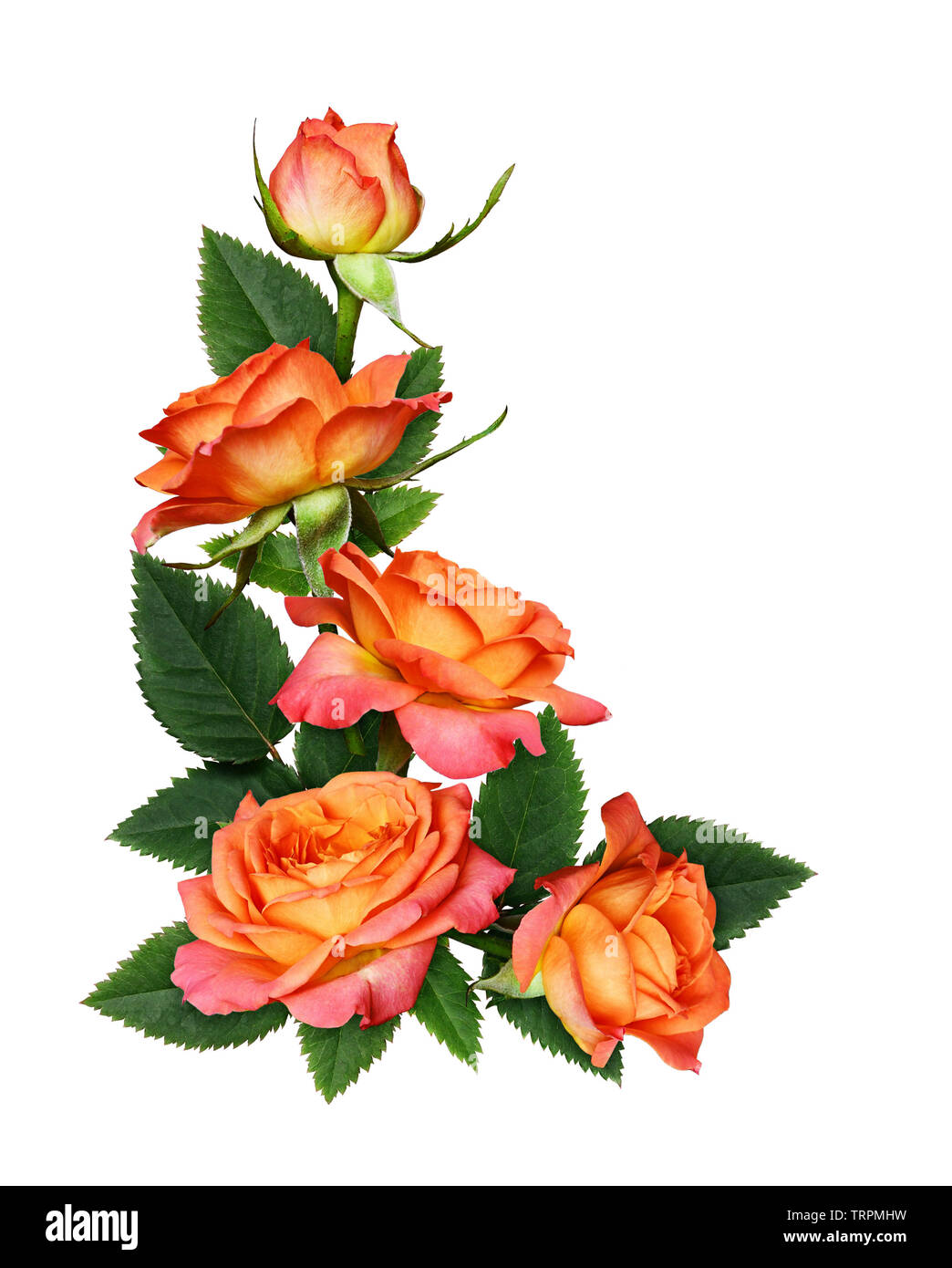 Những bông hoa hồng cam nổi bật và tươi tắn sẽ khiến bạn bị thu hút ngay lập tức. Với màu sắc tươi tắn và nét đẹp hoàn hảo, chúng sẽ mang lại niềm vui và sự may mắn cho người nhìn. Hãy chiêm ngưỡng hình ảnh của những bông hoa hồng cam tuyệt đẹp này để cảm nhận sự tuyệt vời của chúng.