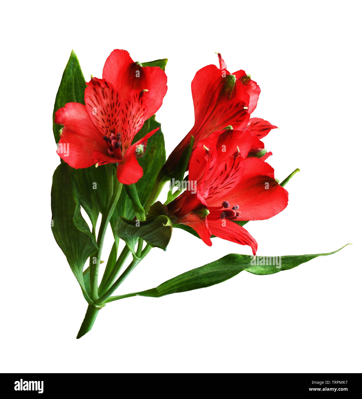 Red alstroemeria hi-res stock photography and images - Alamy