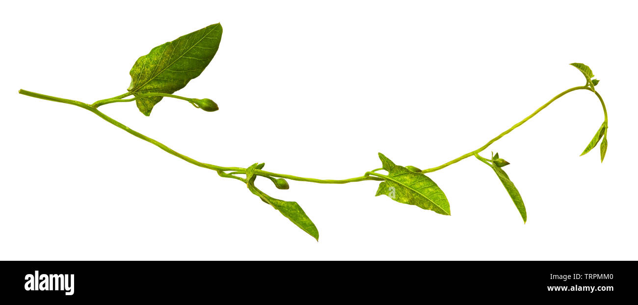 Bindweed sprigs with green leaves and buds isolated on white Stock Photo