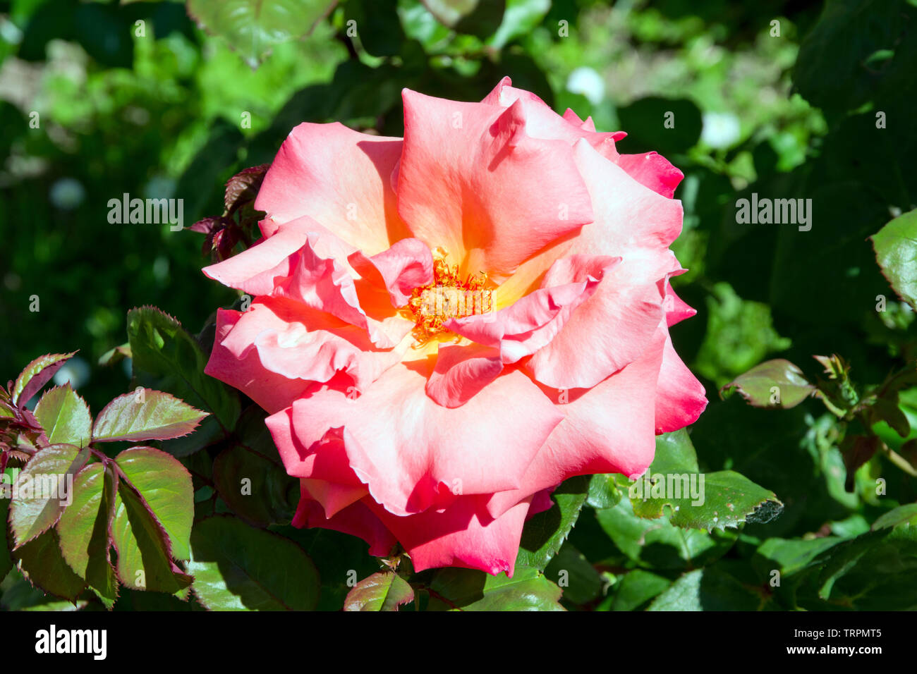 Christophe colomb hi-res stock photography and images - Alamy