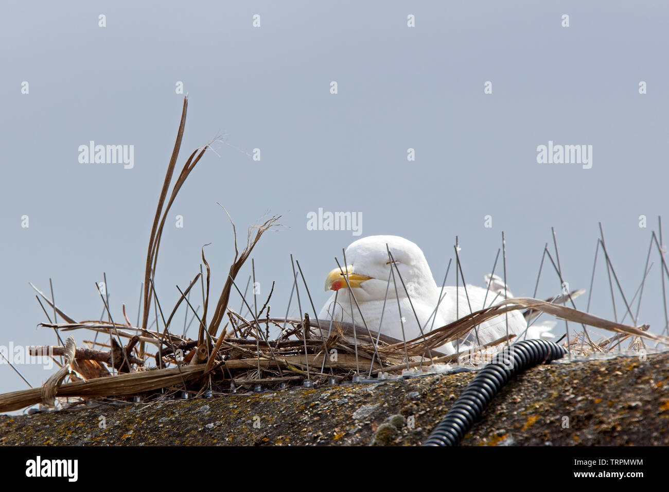 Herring Gull (Larus argentatus) sitting on a rooftop nest, using spiky