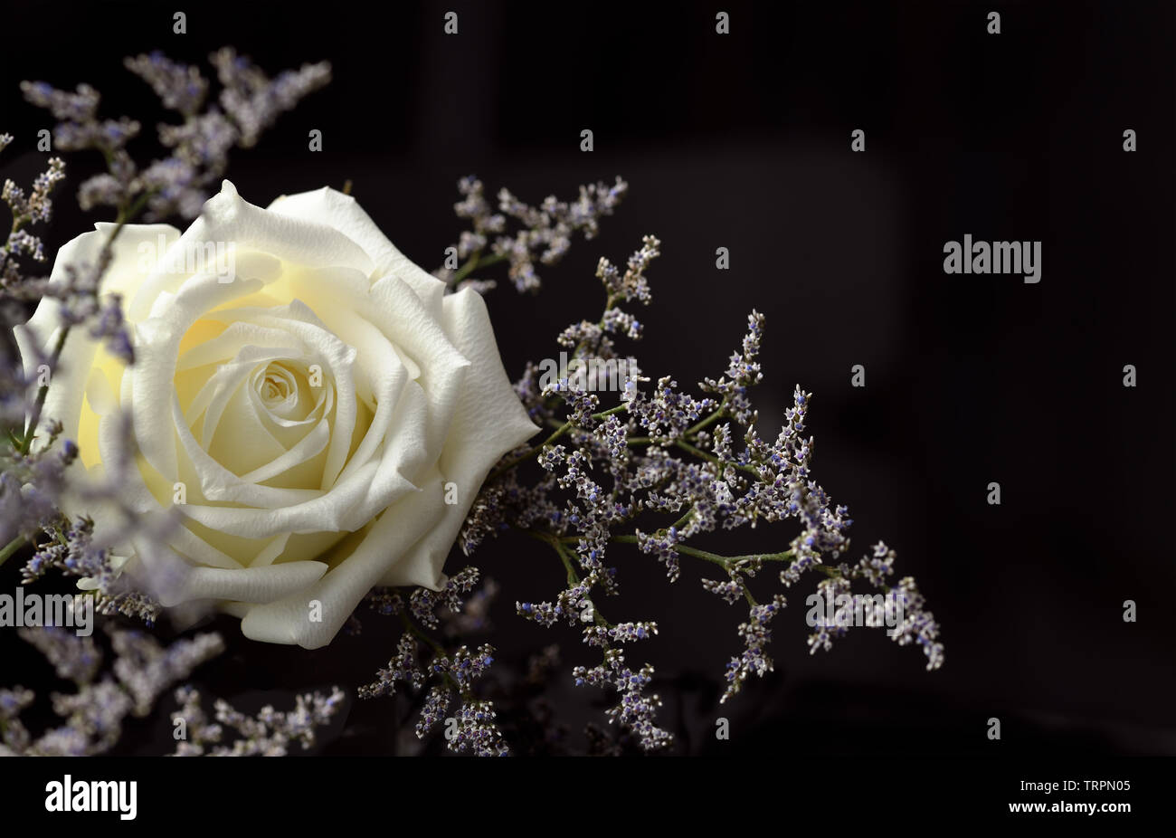 White rose and small blue flowers on black background Stock Photo - Alamy