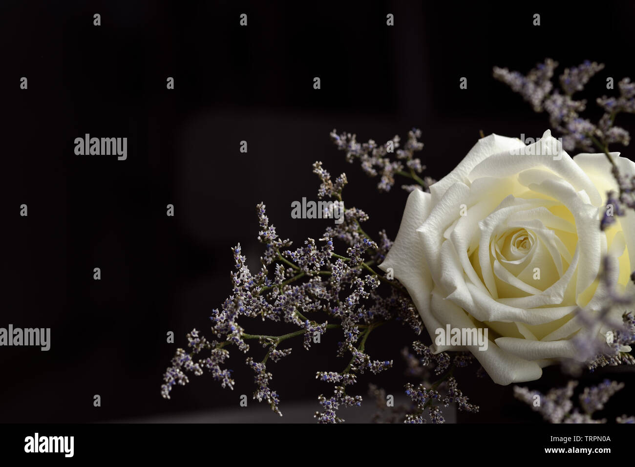 White rose and small blue flowers on black background Stock Photo - Alamy