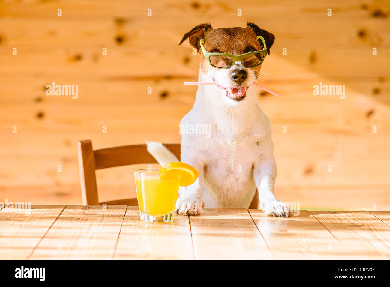 Fun, Vacation and Travel concept - dog with fresh orange juice holding cocktail straw in mouth relaxing in bar Stock Photo