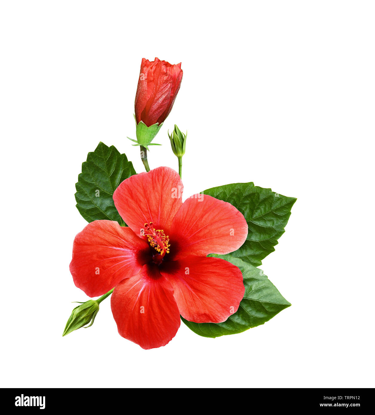 Red hibiscus flowers in a tropical arrangement isolated on white Stock