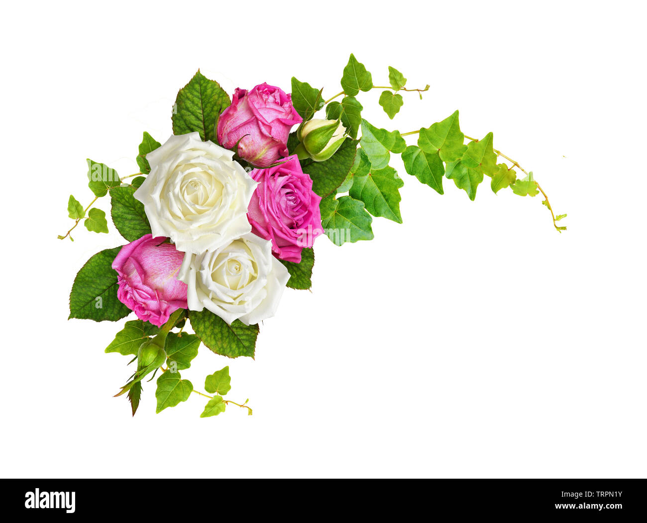 Rose flowers with ivy green leaves in a corner arrangement isolated on white background Stock
