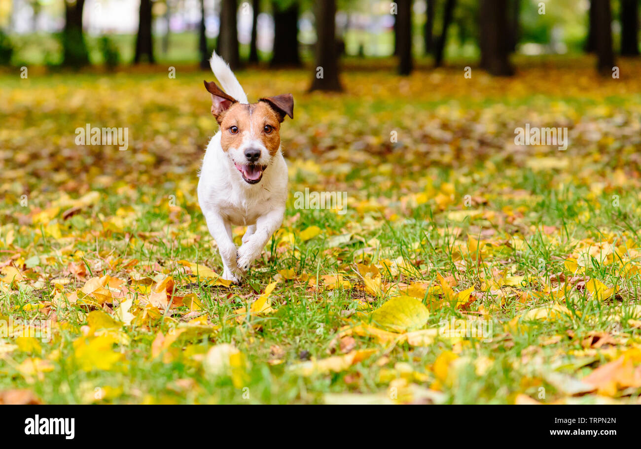 Happy dog walking at park at golden autumn day Stock Photo