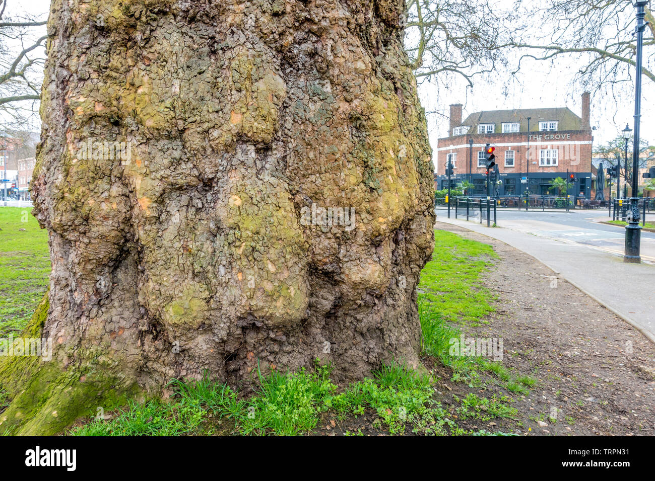 Gnarled Old Oak Tree High Resolution Stock Photography and Images - Alamy
