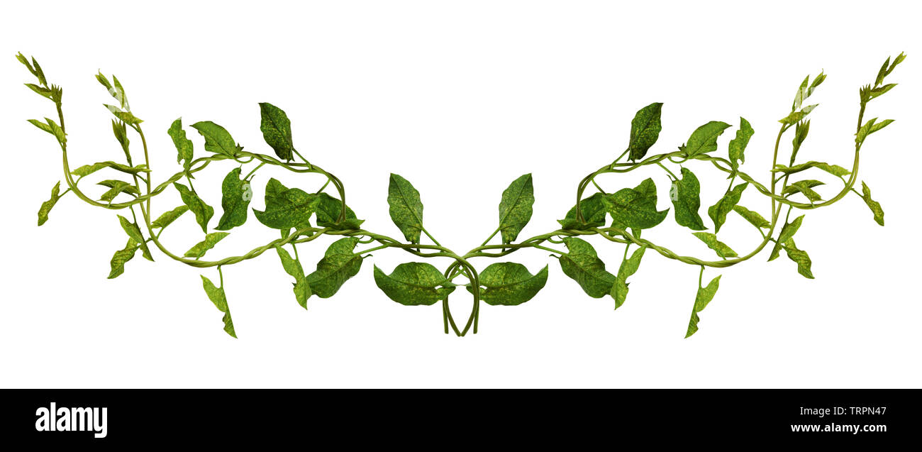 Bindweed sprigs with green leaves in a line arrangement isolated on white background Stock Photo