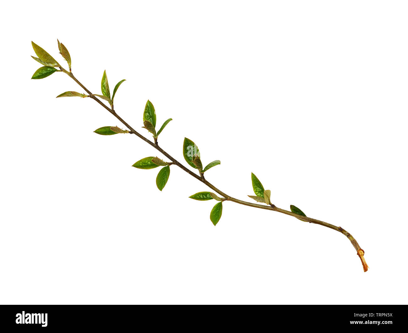 Spring twigs with small green leaves and buds isolated on white Stock ...