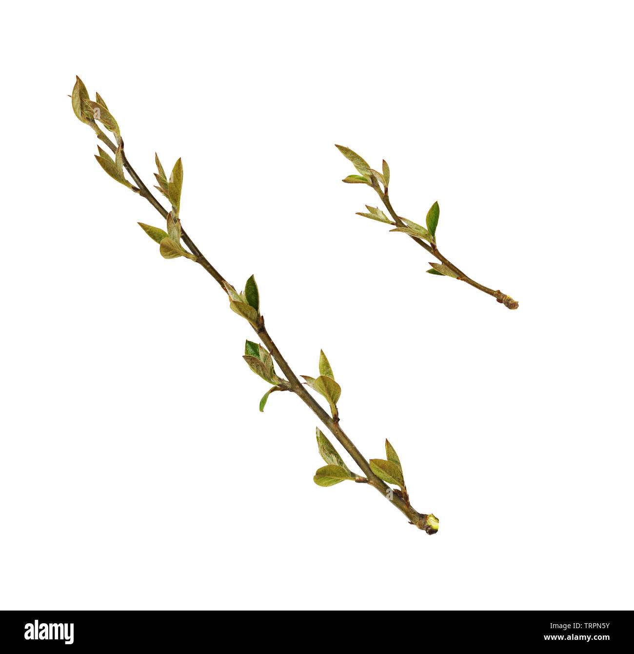 Set of spring twigs with small green leaves and buds isolated on white ...