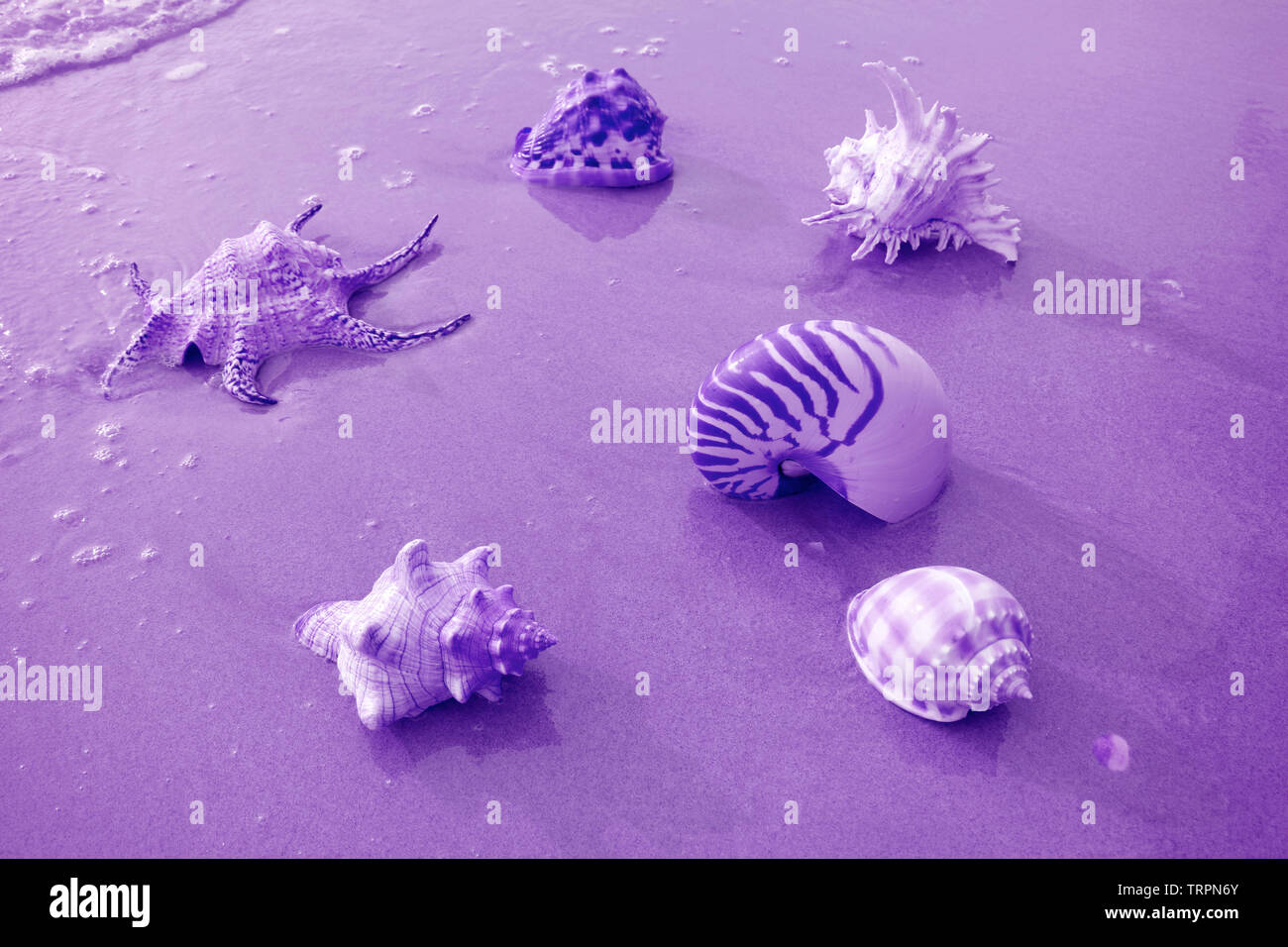 Various types of beautiful seashells on the beach in purple color tone Stock Photo