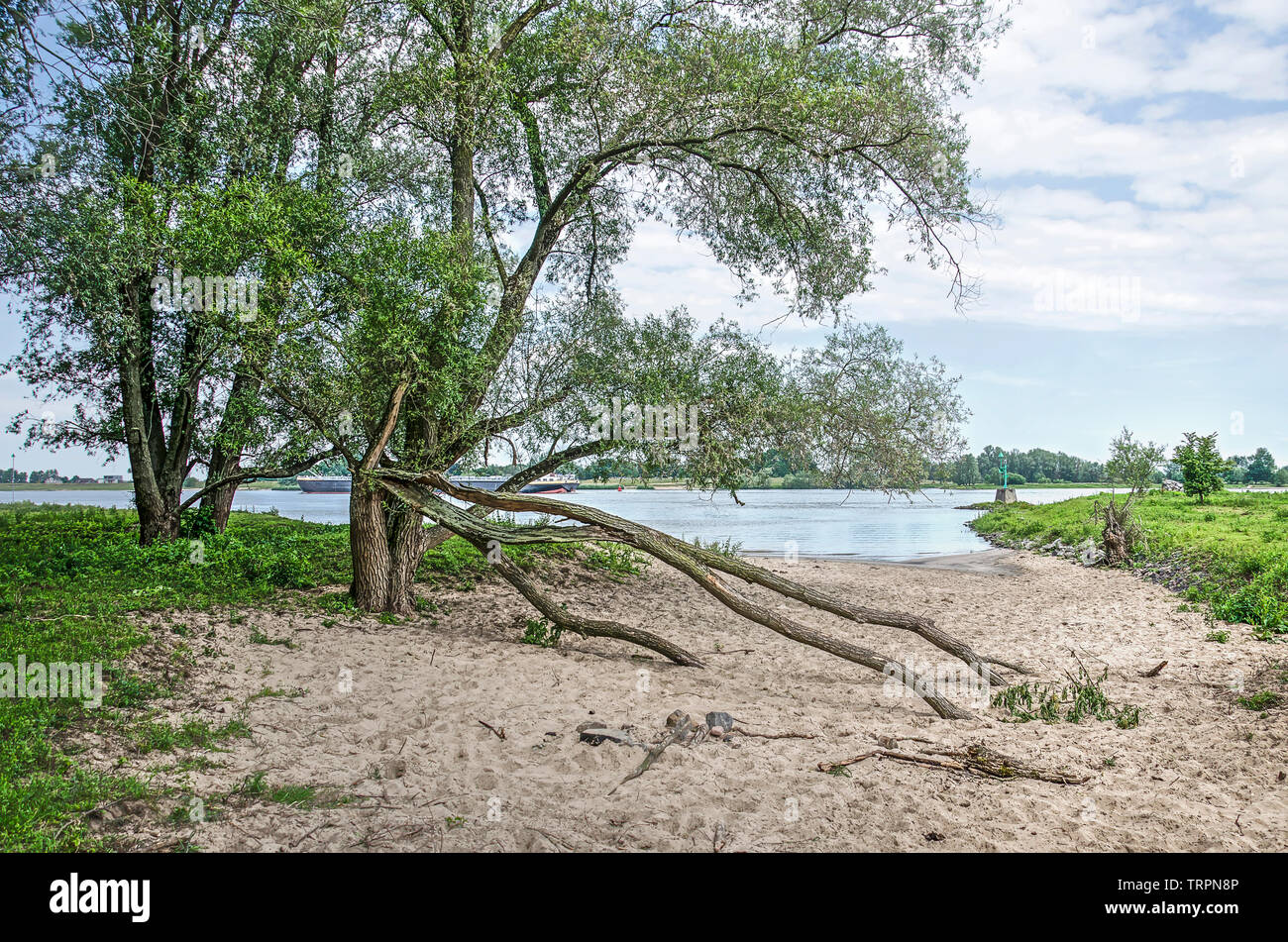 Two trees, one with fallen branches, on a sandy beach in a wild area of the floodplains of the river Waal near Woudrichem, The Netherlands Stock Photo