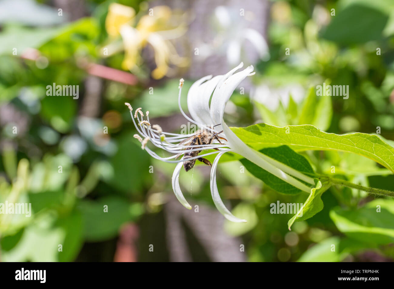 White honeysuckle flower closeup. Lonicera caprifolium on blurred green background, close up, macro. Stock Photo