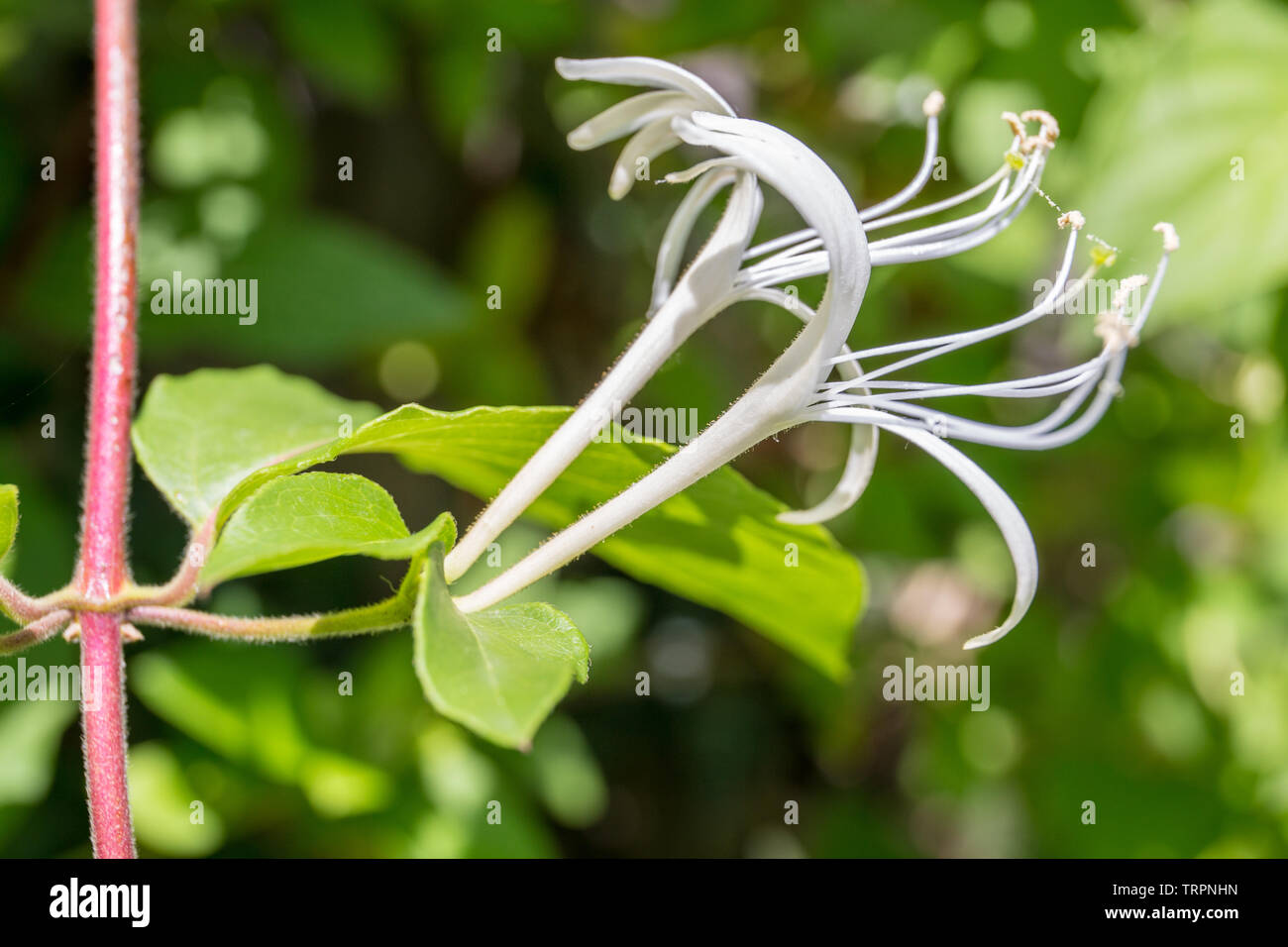 White honeysuckle flower closeup. Lonicera caprifolium on blurred green background, close up, macro. Stock Photo