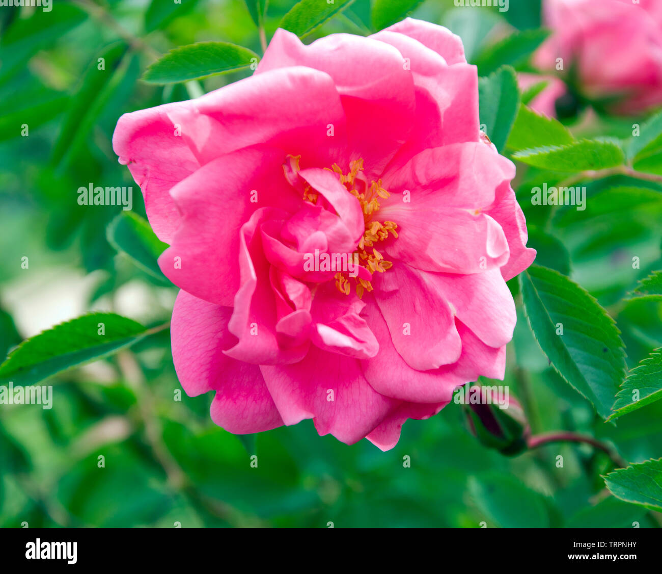 Shrub rose Prairie Dawn Stock Photo Alamy