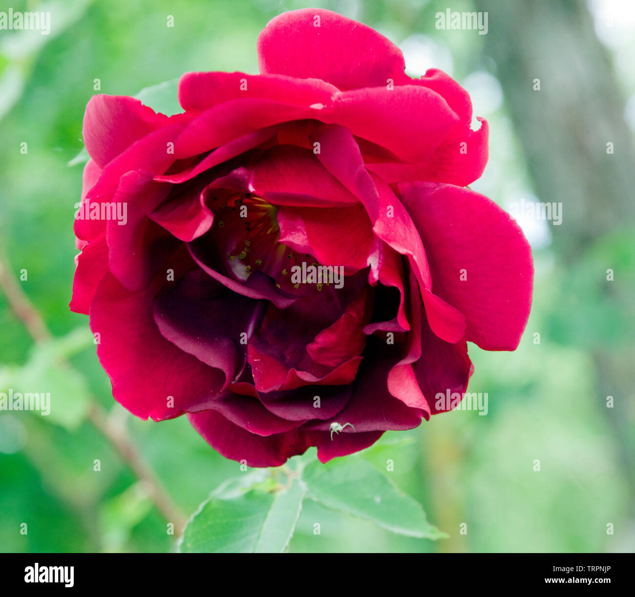 Rose Etoile de Hollande Stock Photo - Alamy