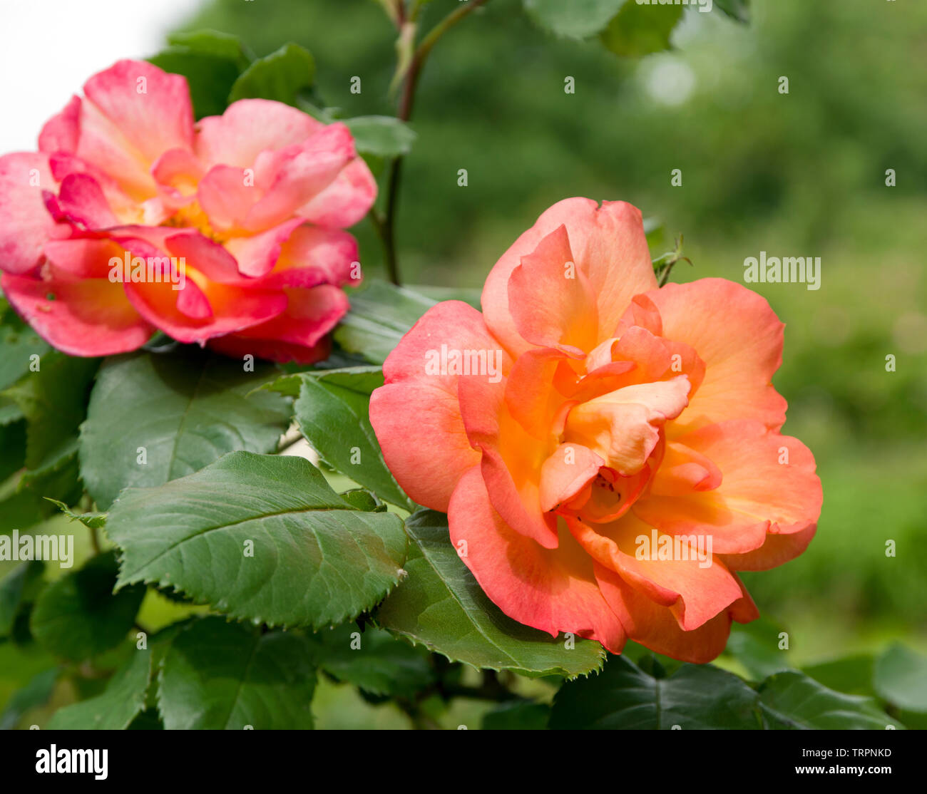 Rosa arielle dombasle hi-res stock photography and images - Alamy