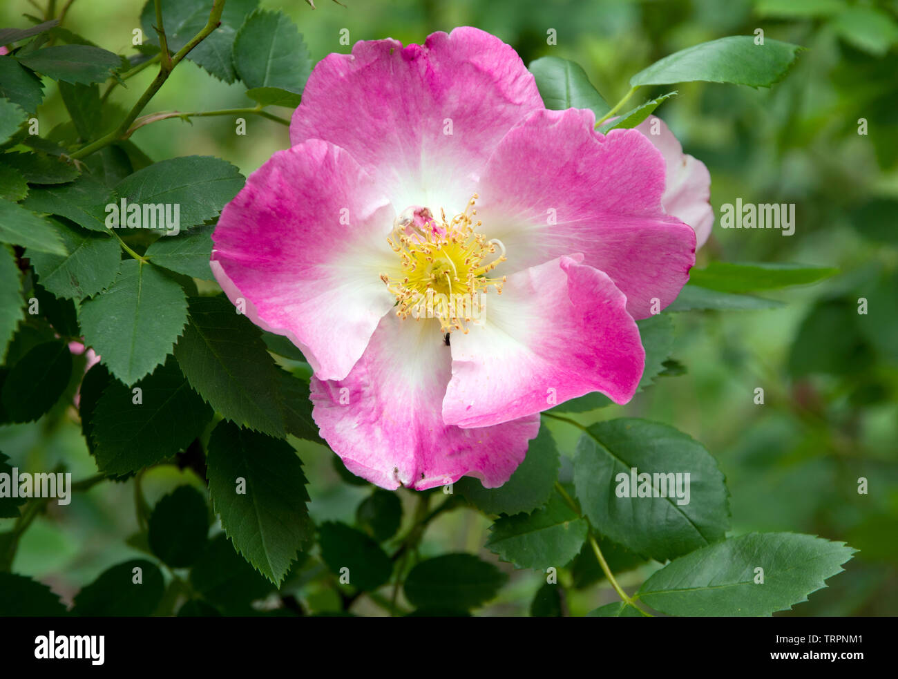 Rosa pimpinellifolia 'Beth' Stock Photo - Alamy
