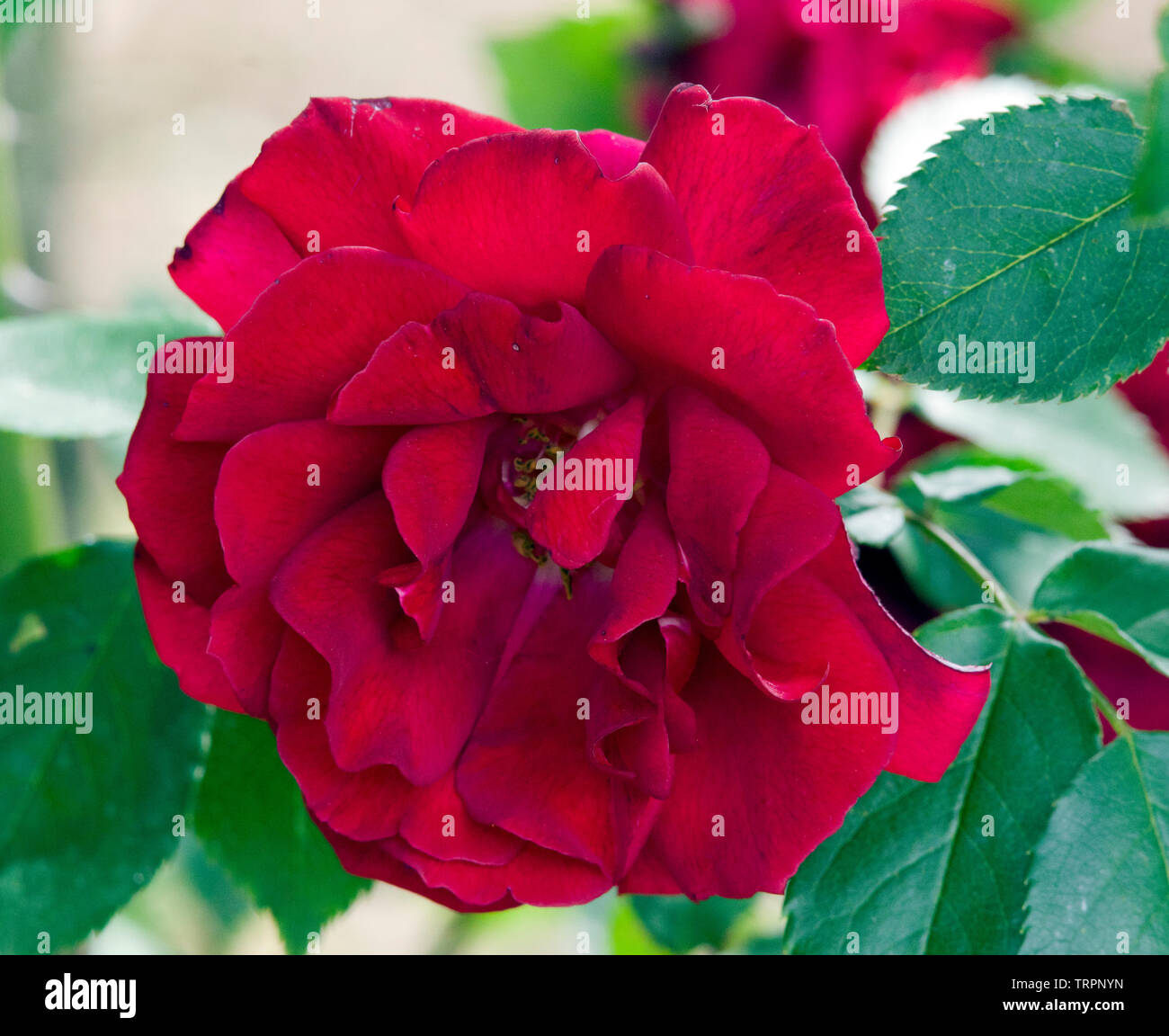 Rose Red Parfum Stock Photo