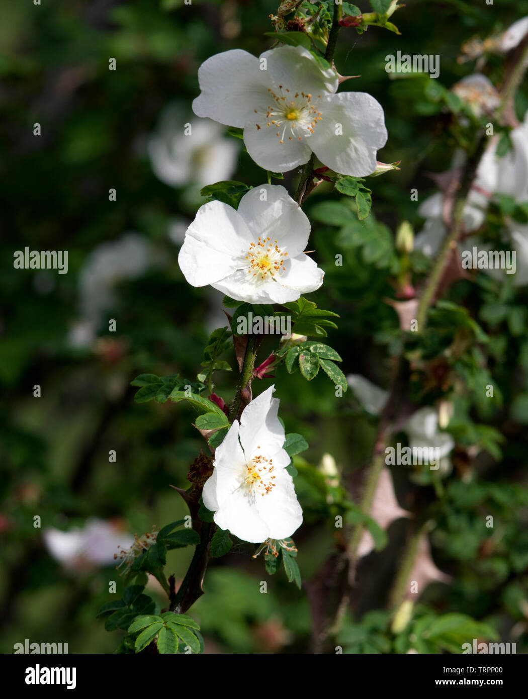 Rosa Sericea Pteracantha Stock Photo