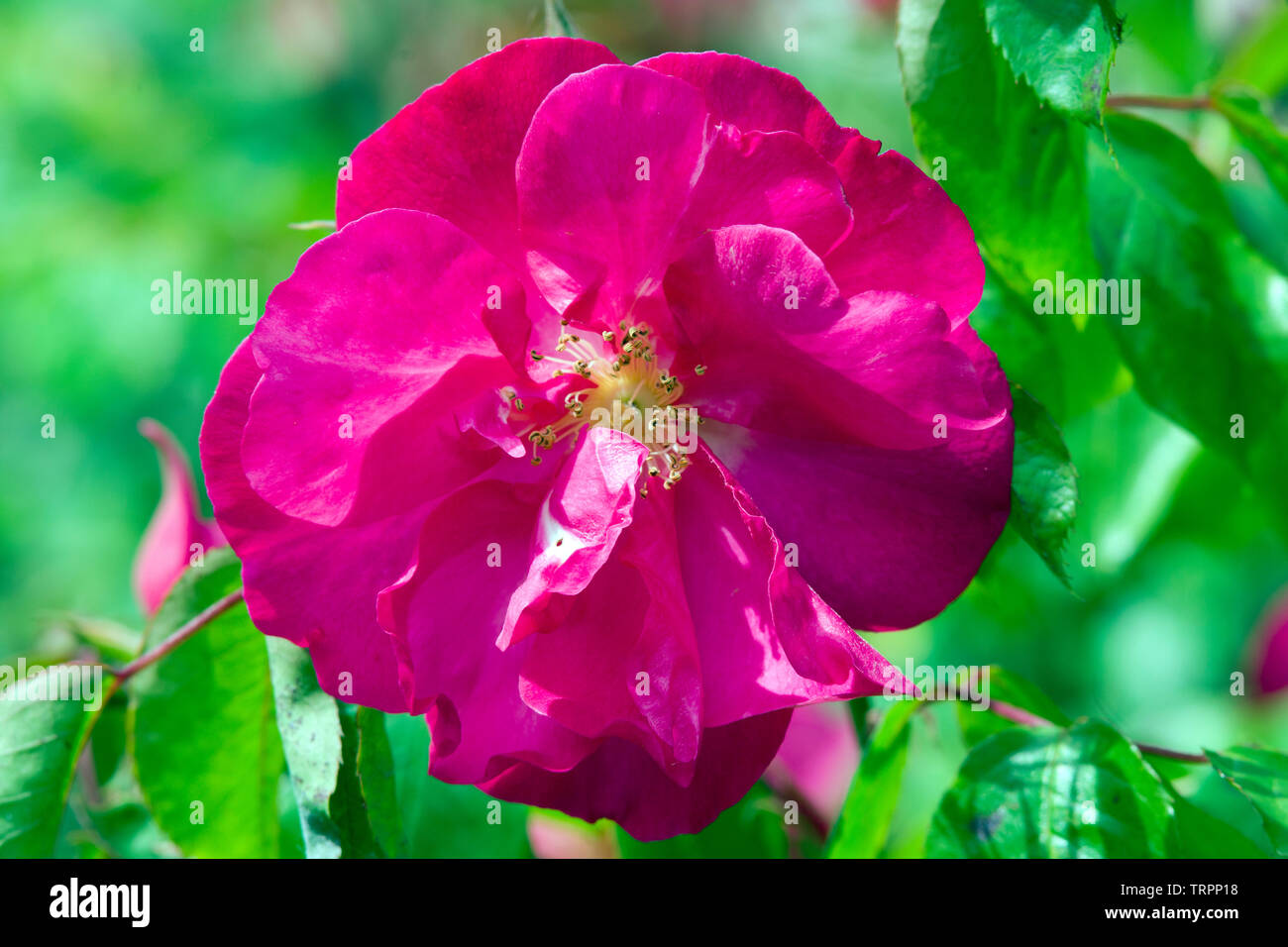 Double vanity hires stock photography and images Alamy