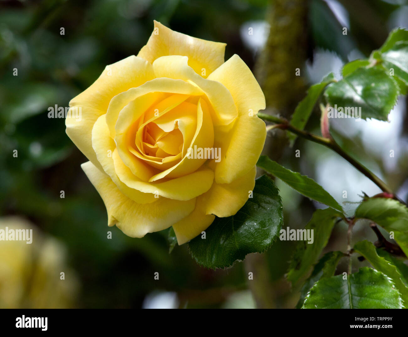 Rose yellow rambler hires stock photography and images Alamy