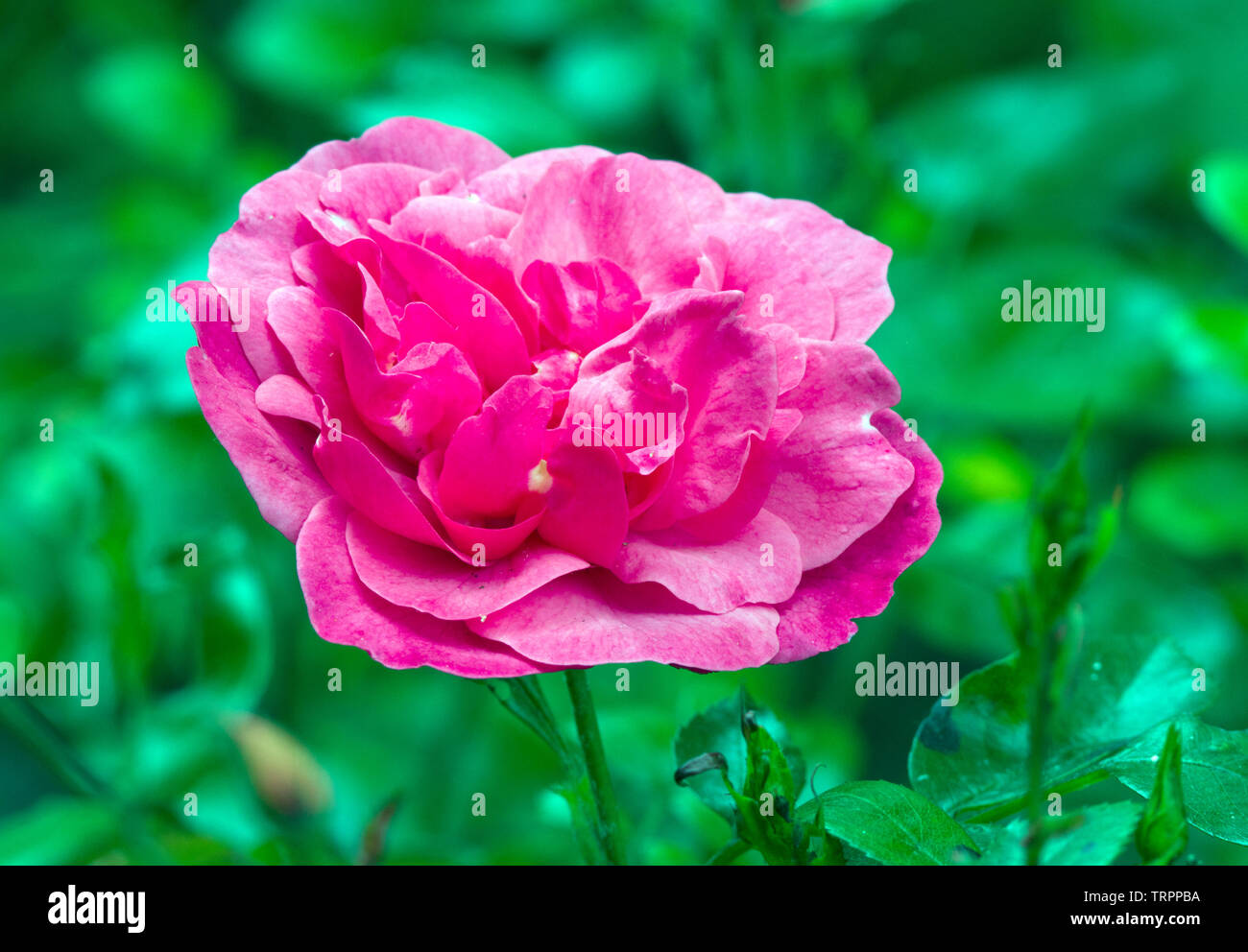 Rose 'Les Amoureux de Peynet' Stock Photo
