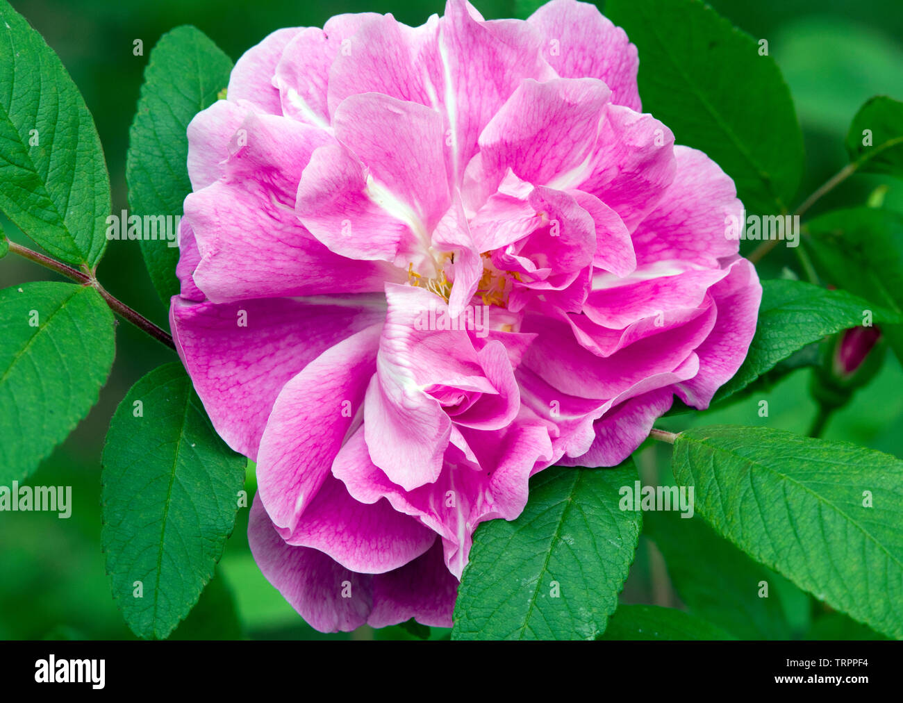 Rose 'Therese Bugnet' Stock Photo