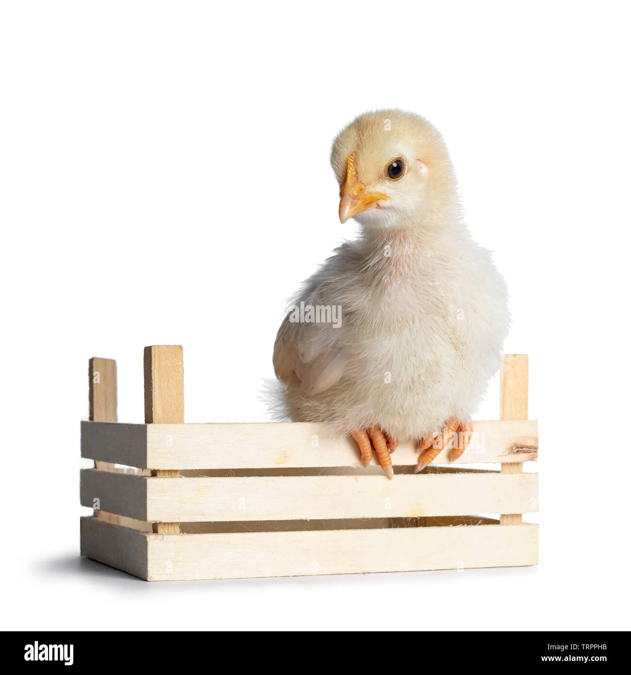 Cute baby chick sitting on edge of little wooden crate, facing front. looking down. isolated on a white backgroud. Stock Photo