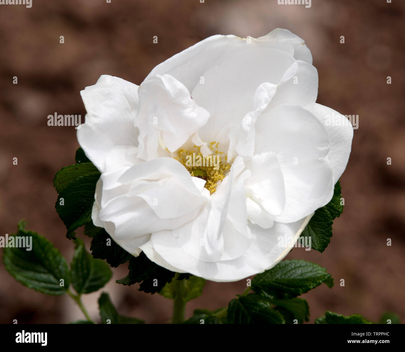 Rose 'Blanc Double de Coubert' Stock Photo
